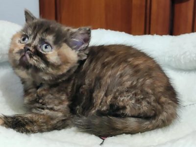 Brit rövidszőrű fekete tortie