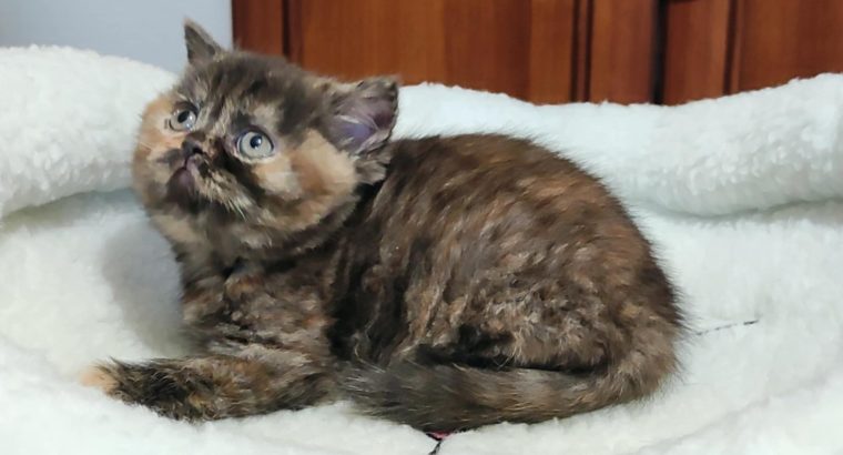 Brit rövidszőrű fekete tortie