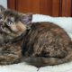 Brit rövidszőrű fekete tortie