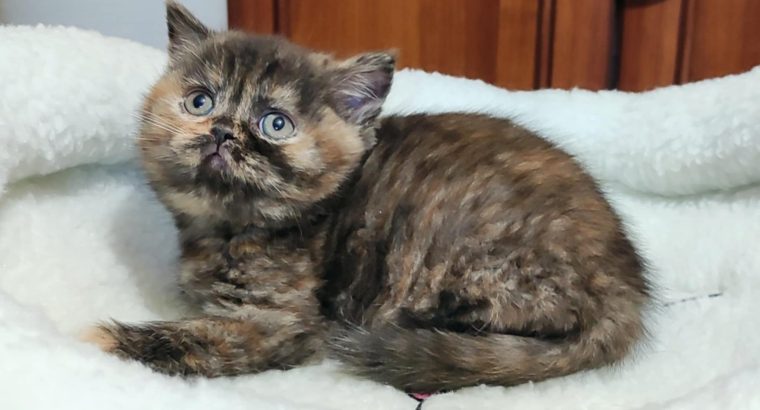 Brit rövidszőrű fekete tortie