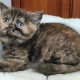 Brit rövidszőrű fekete tortie