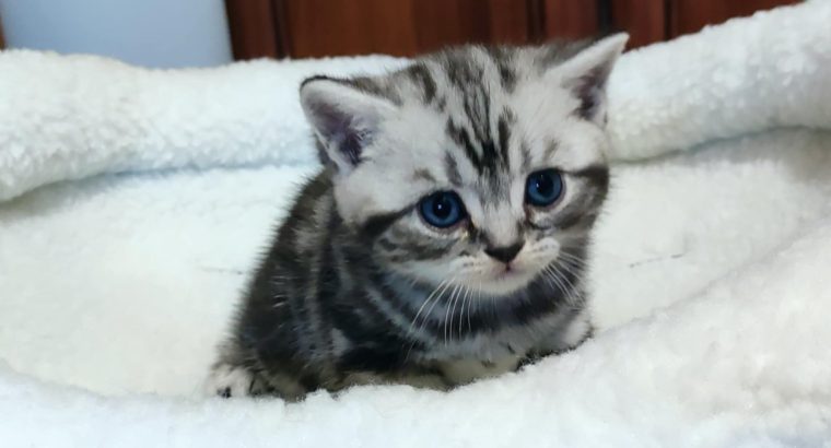 Brit rövidszőrű tabby kandúrka