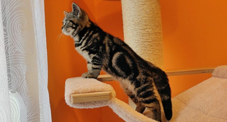 Brit rövidszőrű tabby kislány