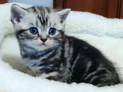 Brit rövidszőrű tabby kandúrka