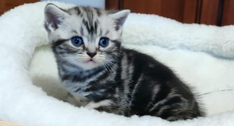 Brit rövidszőrű tabby kandúrka