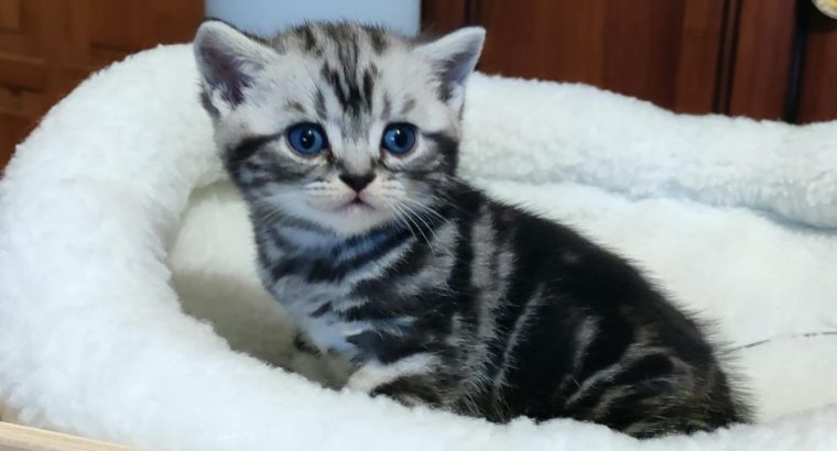 Brit rövidszőrű tabby kandúrka