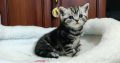 Brit rövidszőrű tabby kisfiú
