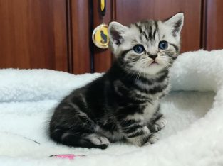 Brit rövidszőrű tabby kisfiú