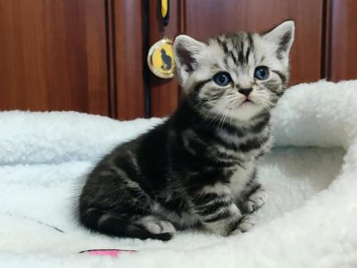 Brit rövidszőrű tabby kisfiú