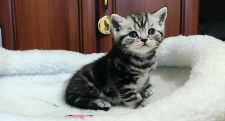 Brit rövidszőrű tabby kisfiú