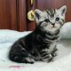 Brit rövidszőrű tabby kisfiú