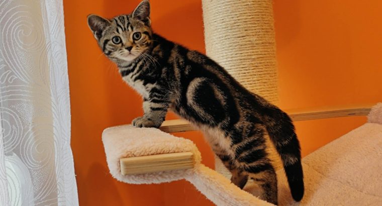 Brit rövidszőrű tabby kislány