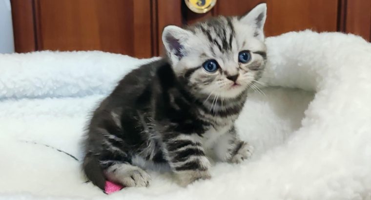 Brit rövidszőrű tabby kisfiú