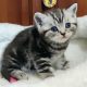 Brit rövidszőrű tabby kisfiú