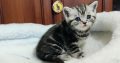 Brit rövidszőrű tabby kisfiú