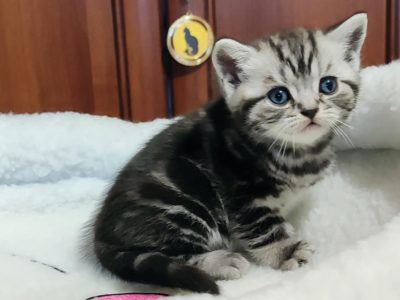 Brit rövidszőrű tabby kisfiú
