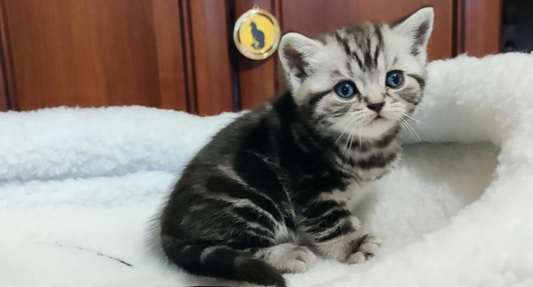 Brit rövidszőrű tabby kisfiú