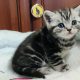 Brit rövidszőrű tabby kisfiú