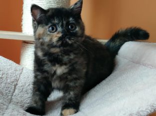 Brit rövidszőrű fekete tortie