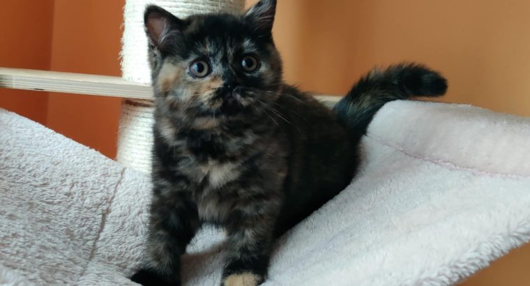 Brit rövidszőrű fekete tortie