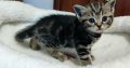 Brit rövidszőrű tabby kislány