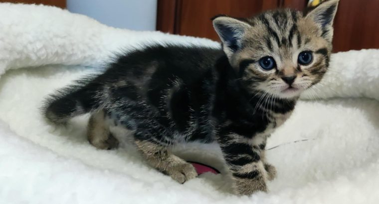 Brit rövidszőrű tabby kislány