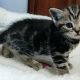 Brit rövidszőrű tabby kislány