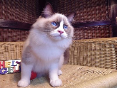 Michelangelo Ragdoll cica! 💖💖😍😍