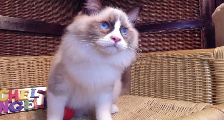 Michelangelo Ragdoll cica! 💖💖😍😍