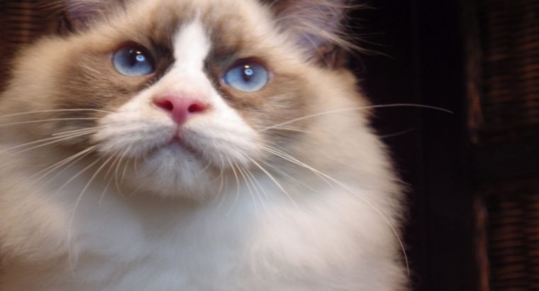 Michelangelo Ragdoll cica! 💖💖😍😍