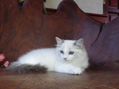 Ragdoll cica! Michelle girl! 😍🐈