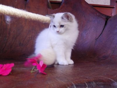 Ragdoll cica! Michelle girl! 😍🐈