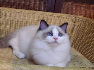 Millie Ragdoll cica! 💖💖💖💖😍😍