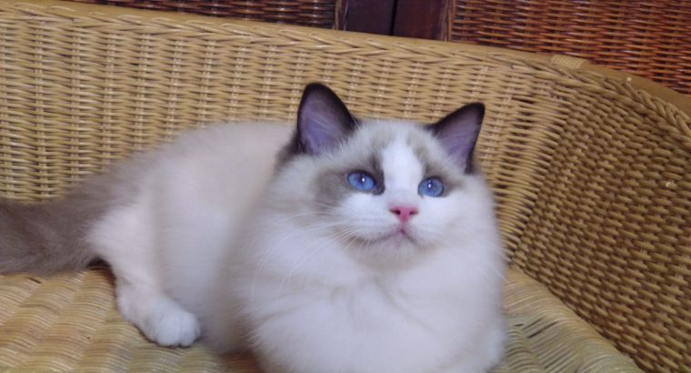 Millie Ragdoll cica! 💖💖💖💖😍😍