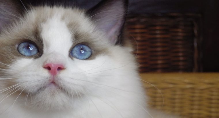 Millie Ragdoll cica! 💖💖💖💖😍😍