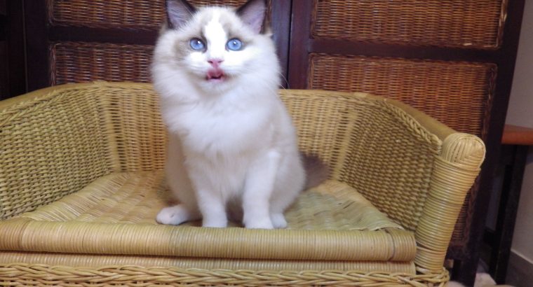 Millie Ragdoll cica! 💖💖💖💖😍😍