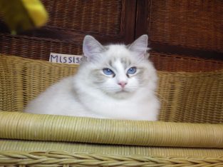 Ragdoll cica! Missisipi lány! 😍💖