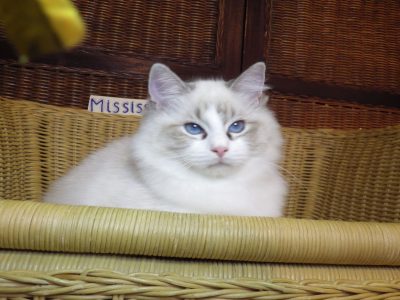 Ragdoll cica! Missisipi lány! 😍💖