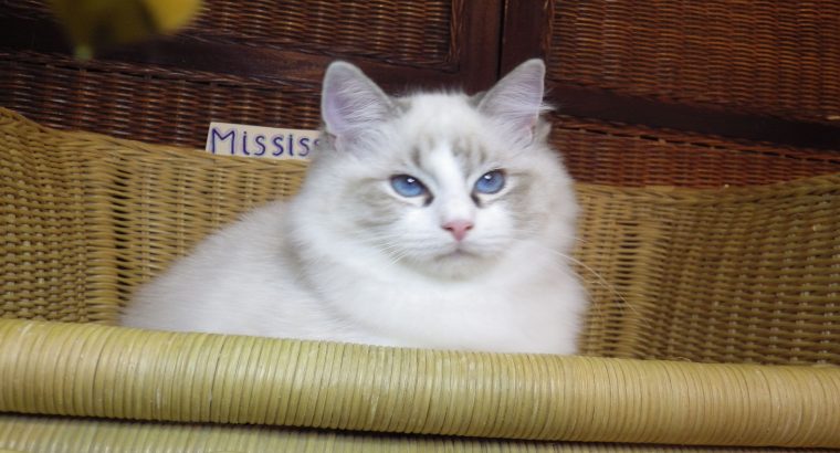 Ragdoll cica! Missisipi lány! 😍💖