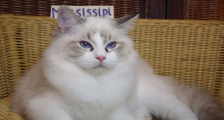 Ragdoll cica! Missisipi lány! 😍💖