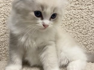 Egy különleges ragdoll kiscica