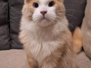 Quinton kék szemű fiúcska