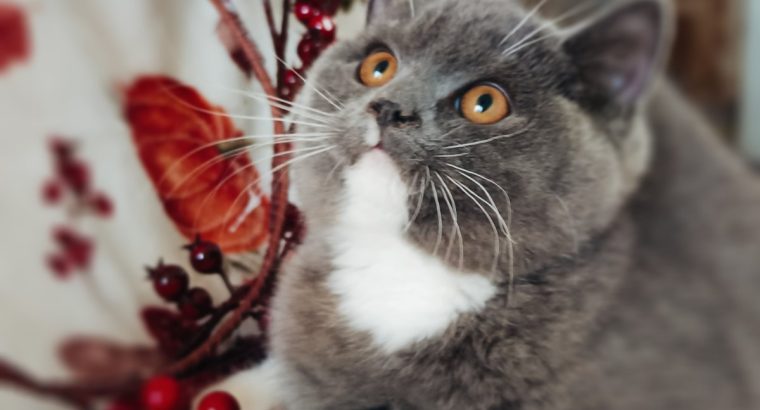 Kacor király kastélyt keres