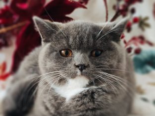 Kacor király kastélyt keres