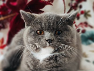 Kacor király kastélyt keres