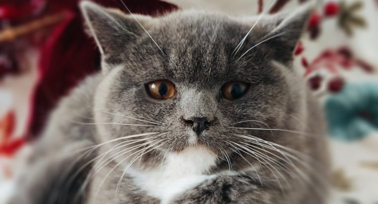 Kacor király kastélyt keres