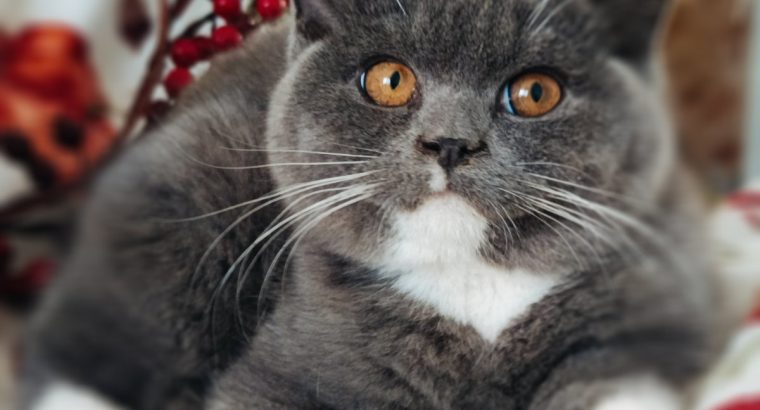 Kacor király kastélyt keres