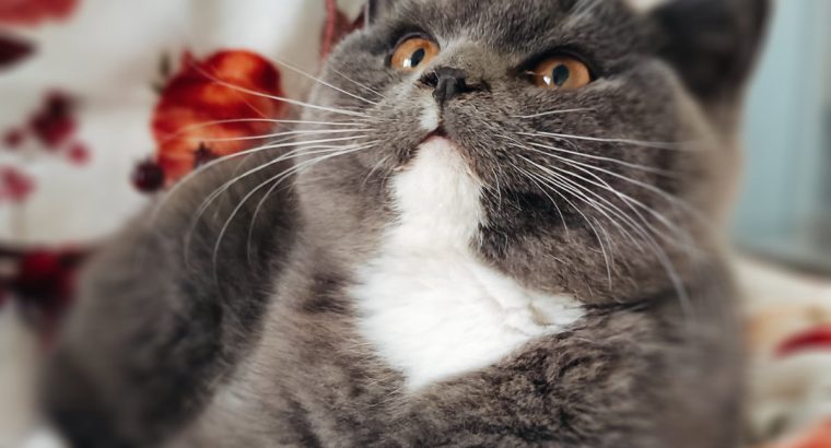 Kacor király kastélyt keres