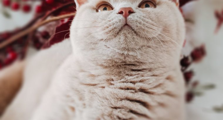 Szívtipró a láthatáron