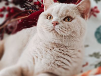 Szívtipró a láthatáron